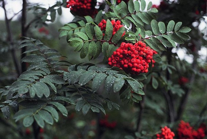 Sorbus aucuparia